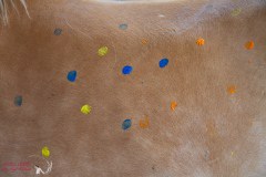 Herz-kinder-hilfe-Hamburg-Ross-und-racker-2019-ute-vogel-rusche-92